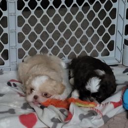 Shih Tzu Puppies from Sugar Paws Heavenly Shih Tzu’s