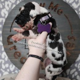 Purple Collar - Harlequin female Great Dane puppy in Alton, Illinois from Show Me Great Danes and Basset Hounds