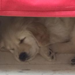 Golden Retriever, Goldendoodle, and Sheepadoodle Puppies from Guppy Puppies