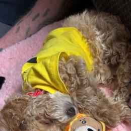 Cavapoo, Cockapoo, Goldendoodle, and Maltipoo Puppies from Perdue Puppies