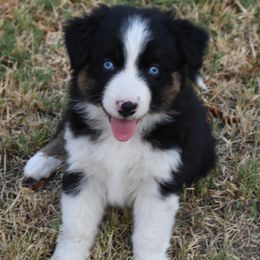 Australian Shepherd Puppies from Mott Ranch - Blazin' Sun Aussies