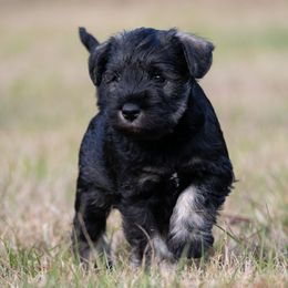 Surge - Salt and pepper male Miniature Schnauzer puppy in Folkston, Georgia from Poplar Creek Miniature Schnauzers