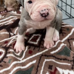 Alapaha Blue Blood Bulldog Puppies from WICKED Alapaha Kennel