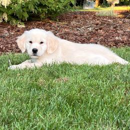 Bubbles - Aqua Female - Light golden female Golden Retriever puppy in Battleground, Washington from Brooklin Canine