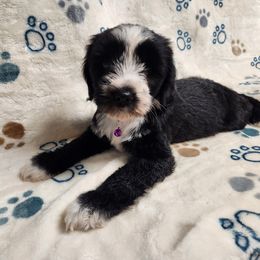 Ms. Trunchbull - Black and white female Tibetan Terrier puppy in Lane County, Oregon from Zara Tibetan Terriers