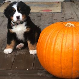 Bernedoodle and Bernese Mountain Dog Puppies from Mountain Top Bernedoodles