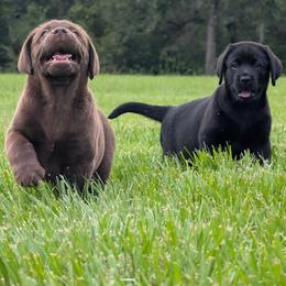 Labrador Retriever puppies from BAK Forty Ranch