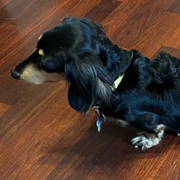 Daisy - Dachshund