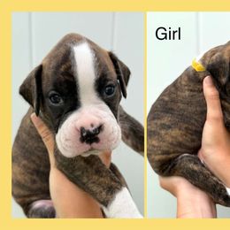 Cyndi - Brindle female Boxer puppy in Lutz, Florida from Brooklyn's Boxer's