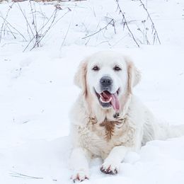 Charlotte - Golden Retriever
