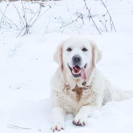 Charlotte - Golden Retriever