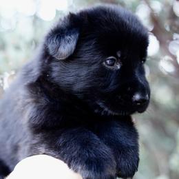 German Shepherd Puppies from Yosemite Shepherds