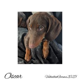 Oscar - Chocolate and cream male Dachshund puppy in Ravenna, Ohio from Valhallah Farms
