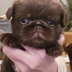Ostop - Brown male Brussels Griffon puppy in Welch, Minnesota from Baringer Brussels