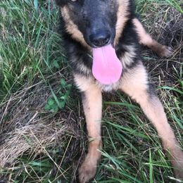 Australian Shepherds and German Shepherds from Lazy A Ranch & Kennels