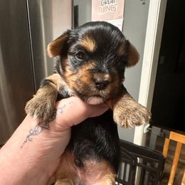 Elfie - Black and tan male Yorkshire Terrier puppy in Winder, Georgia from Empire Yorkies