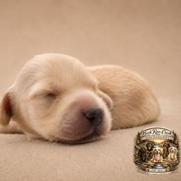 Hudson - Cream male Dachshund puppy in Greenfield, Ohio from Buck Run Creek Dachshunds