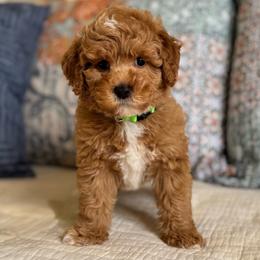 Boy 3 - Red  male Poodle puppy in Beckley, West Virginia from Autumn Poodles/Doodles