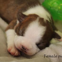 Boston Terrier Puppies from Jeanne Campbell