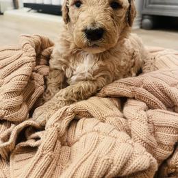 Ryder - Apricot male Poodle puppy in Calimesa, California from Coriander Pups