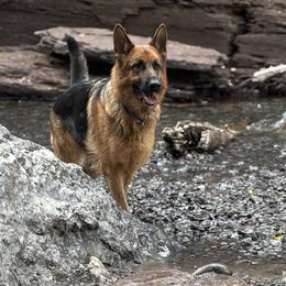 Ruby - German Shepherd