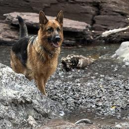 Ruby - German Shepherd