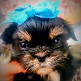 Shih Tzu Puppies from Trinity Shihtzu's So Calif