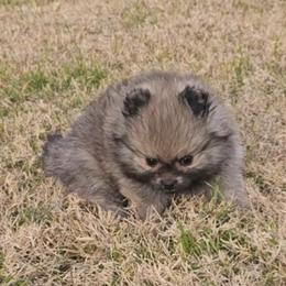 Scrappy, - Cream sable male Pomeranian puppy in Austin, Texas from Heart Of Texas Pom's