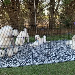 Poodle Puppies from Gwynt Standard Poodles