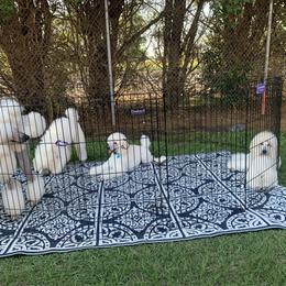 Poodle Puppies from Gwynt Standard Poodles