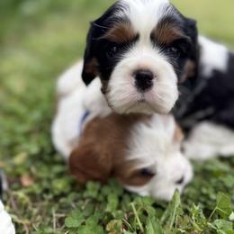 Tricia - Tri-color female Cavalier King Charles Spaniel puppy in Calhoun, Georgia from Cavis at Wryah Farm