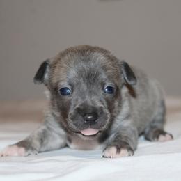 Blue - Blue male Chihuahua puppy in Willamina, Oregon from Cherished Chihuahuas