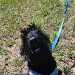 Sir Ducan - Black male Scottish Terrier puppy in Mancelona, Michigan from Stefany Farm of Happiness