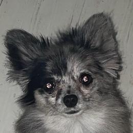 Pearl - Pomeranian