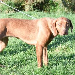Martha - Red female Catahoula Leopard Dog puppy in Potsdam, New York from Spot On Catahoula Leopard Dogs