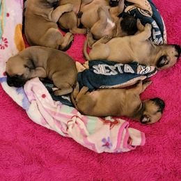 Bullmastiff Puppies from Sunny Beach Bullmastiffs
