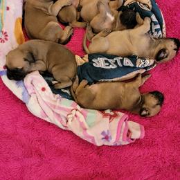 Bullmastiff Puppies from Sunny Beach Bullmastiffs
