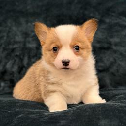 Ladybug - Sable female Pembroke Welsh Corgi puppy in Arcanum, Ohio from Weissway Corgis