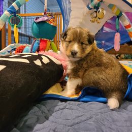 Shetland Sheepdog Puppies from Winterfell Shetland Sheepdogs