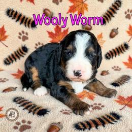 Wooly Worm - Tri-color female Bernedoodle puppy in Banner Elk, North Carolina from Walnut Tree Bernedoodles