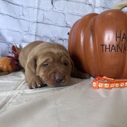 Orange - Yellow male Labrador Retriever puppy in Newton Grove, North Carolina from Wayalife Labradors & Gsp’s