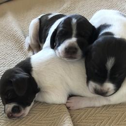 German Shorthaired Pointer Puppies from Chasing Kaya