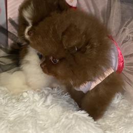 Pomeranian Puppies from Uniquepombabies
