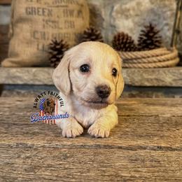 Nova - Cream female Dachshund puppy in Waverly, Ohio from Always Faithful Dachshunds