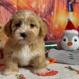 Maria - Red female Havanese puppy in Clermont, Florida from Country Sweet Havanese and Creative Coaching