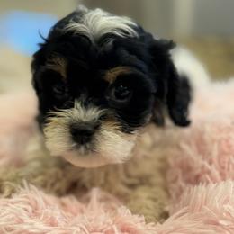 Cavapoo and Shihpoo Puppies from Haus of Doodles