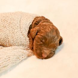 Kylian mbappe (France) - Chocolate male Labradoodle puppy in Kingston, Georgia from CC Familydoodles