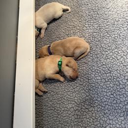 Male1 - Yellow male Labrador Retriever puppy in Britton, South Dakota from FR Labs