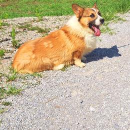 Rancher - Pembroke Welsh Corgi