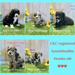 Aussiedoodle and Miniature Australian Shepherd Puppies from BlueZion Aussies